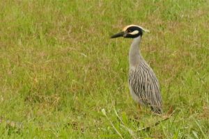 Yellow-crowned night herron