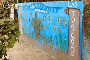 San Pancho Turtle rescue